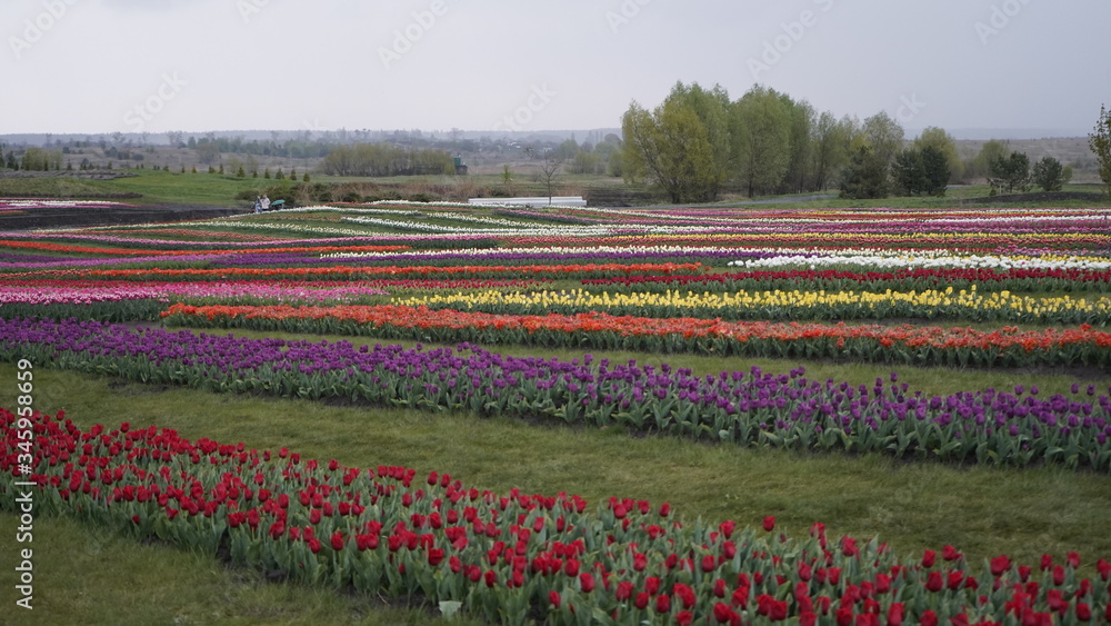 Park with vibrant colors. A lot of blooming tulips. Tulip Exhibition. Field of multi-colored tulips. Floristics, many colored flowers. Lots of tulips.
