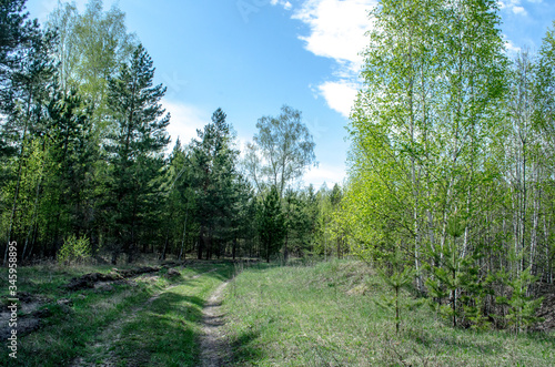 path in the woods