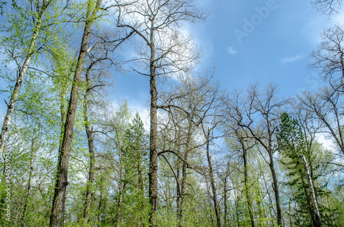 trees in the forest