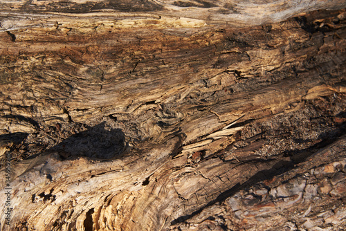 An old thick rhizome of poplar with a very unusual structure. Background