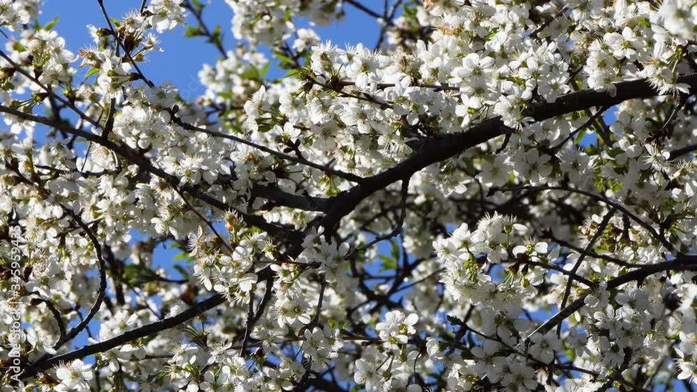 Cherry branch with flowers in spring bloom. Bee is enjoying white scenery. Cherry branch with flowers in spring bloom. Bee is enjoying white scenery.
