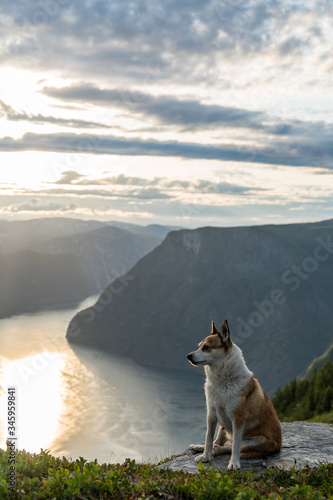 Norwegischer Lundehund vor Fjord