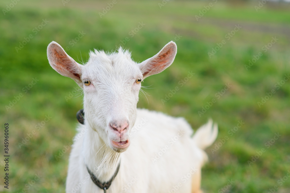 Funny joyful goat grazing on a green grassy lawn. Close up portrait of a funny goat. Farm Animal. The goat is looking at the camera. Funny joyful goat grazing on a green grassy lawn. Close up portrait of a funny goat. Farm Animal. The goat is looking at the camera.