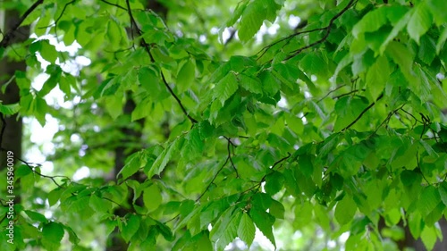 Fresh green trees in the spring park and birds singing in the background