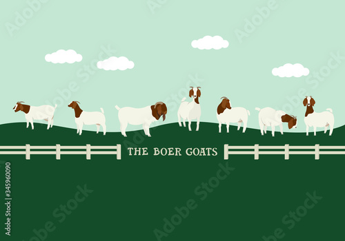 Goats in the meadow Flat vector illustration Countryside and farmland, cattle breeding and stock raising Decorative banner