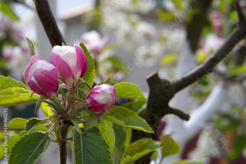 pink flowers on apple tree in spring
