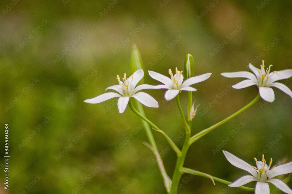 white little flowers in the garden white little flowers in the garden