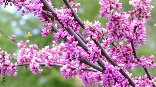 Cercis tree in a spring garden