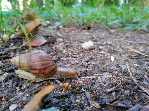 Snails on the ground in the garden photo