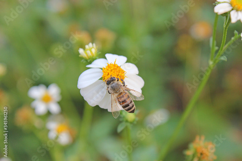 Close up bee on a white flowers. A beautiful garden of daisies blooming in the morning sun with bee.