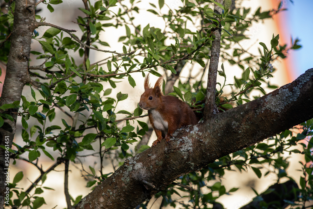 Eichhörnchen im Baum
