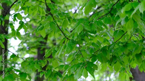 Fresh green trees in the spring park and birds singing in the background