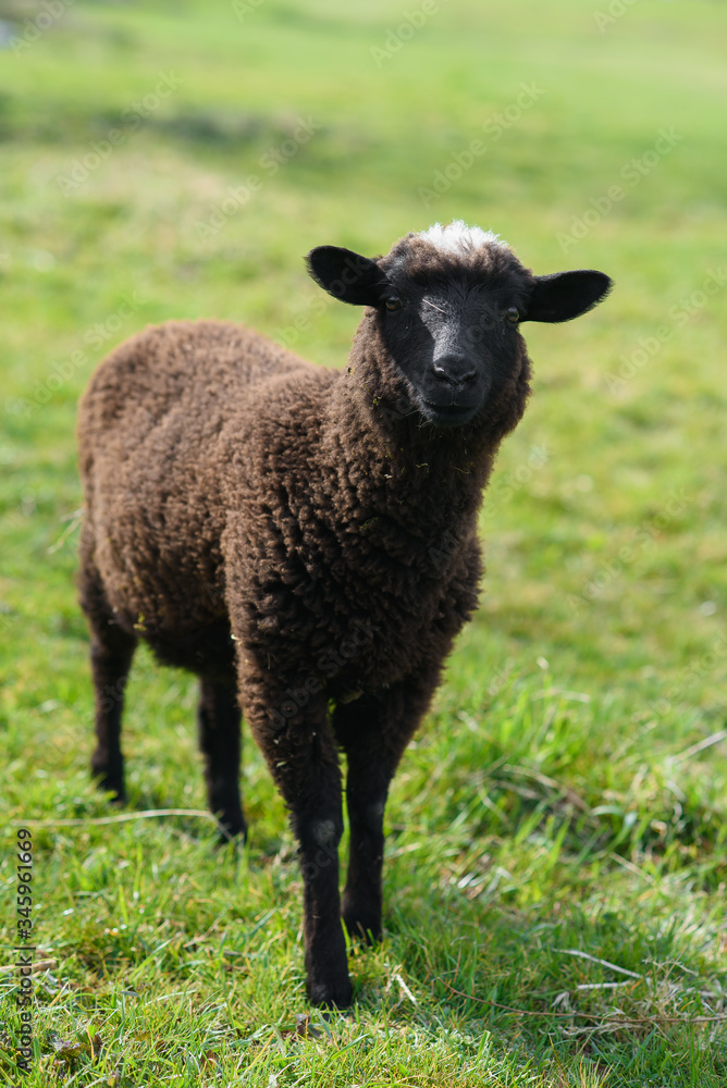 Little black lamb grazing on the meadow on Madeira Island.