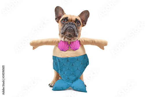 Fototapeta Naklejka Na Ścianę i Meble -  French Bulldog dog wearing a funny full body suit mermaid costume with blue fishtail, seashell bra and fake arms isolated on white background