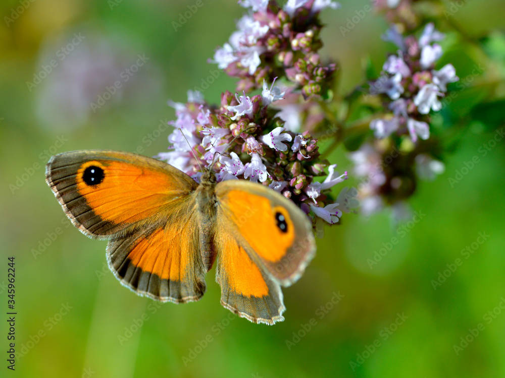 Closeup Pyronia butterfly feeding on flower seen from above Closeup Pyronia butterfly feeding on flower seen from above