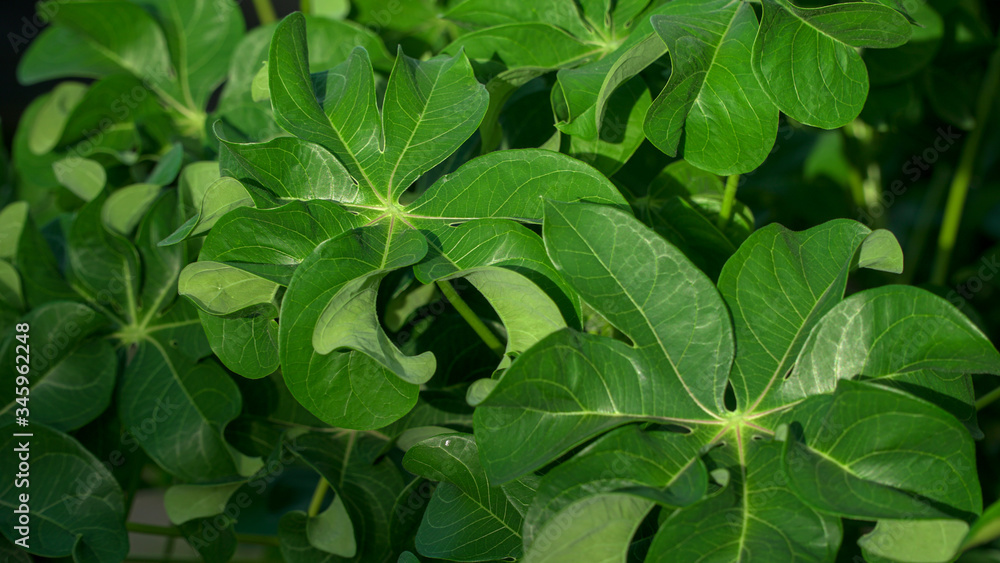 curly cassava leaf usually cooked for vegetables curly cassava leaf usually cooked for vegetables