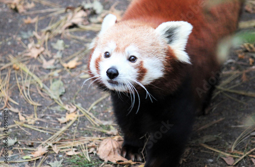 red panda from the Himalayas and south china eating bamboo- red panda s are endangered species of mammal stock footage video