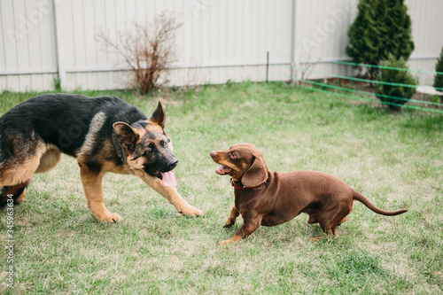 Fotobehang German shepherd plays with a dachshund in nature, dog fight