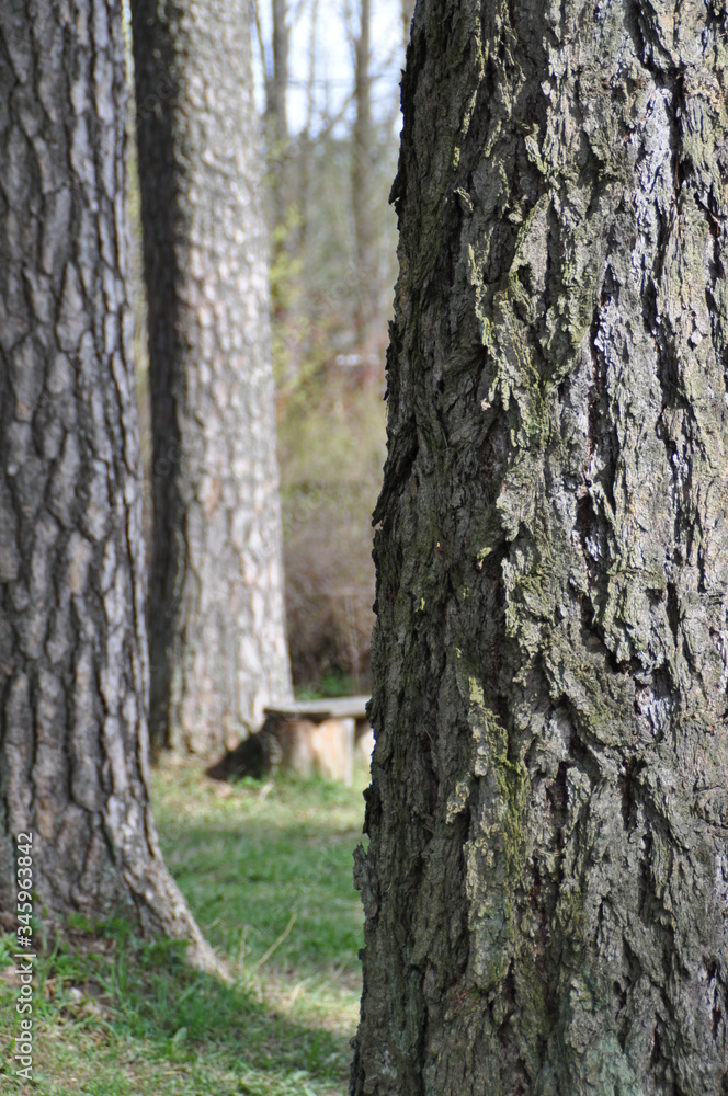 Fototapeta premium tree