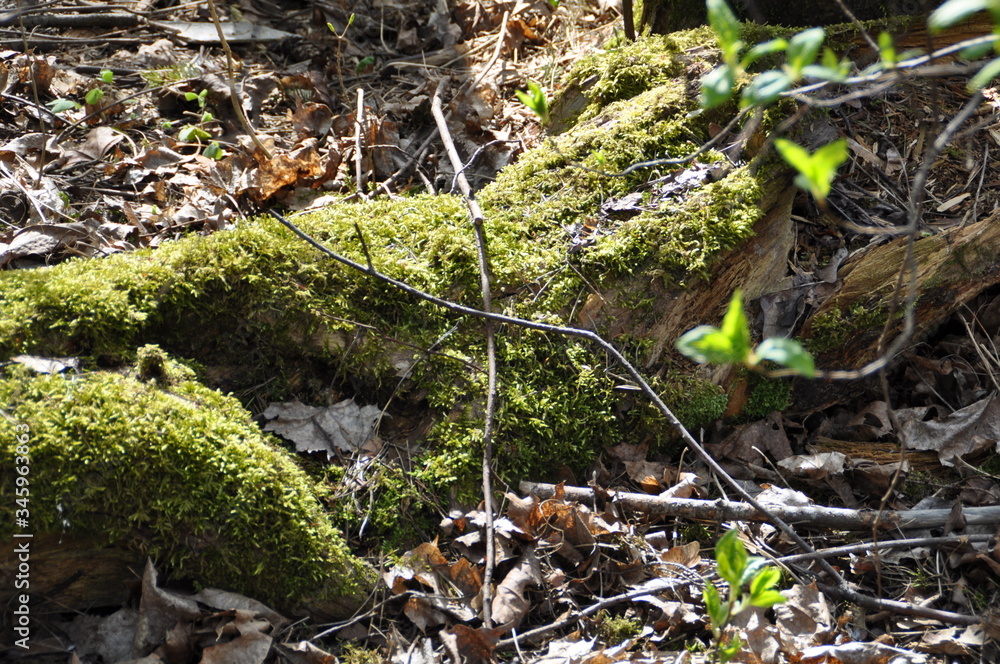 moss moss