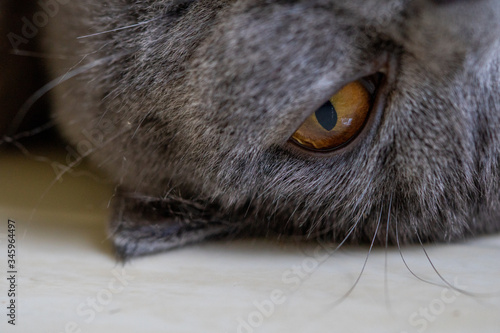 Fototapeta Naklejka Na Ścianę i Meble -  Focus cat