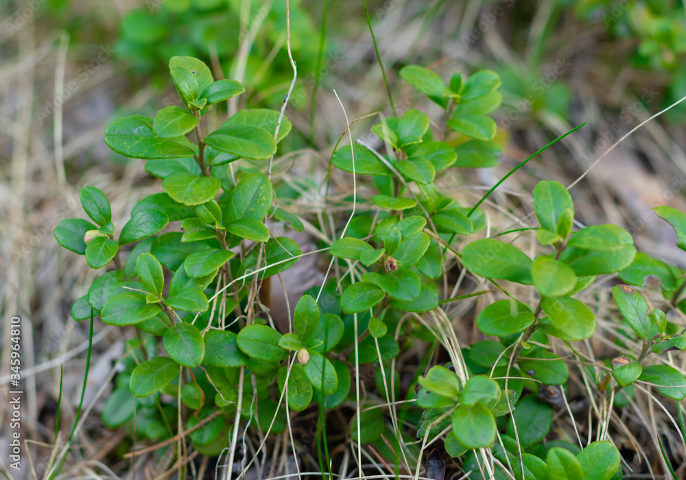 The leaves of the cowberry in the forest. Useful plant for homeopathy and preparation of decoctions for health. Close-up. The leaves of the cowberry in the forest. Useful plant for homeopathy and preparation of decoctions for health. Close-up.