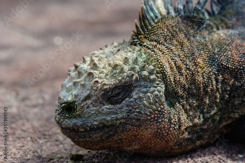 Detalle de la cabeza de una iguana de las islas Galápagos