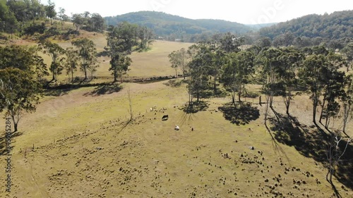 Aerial Circles Dried Australian Landscape in Drought with Cattle photo