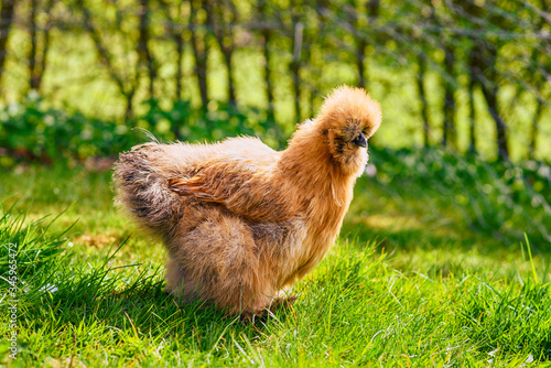 Silkie chicken in a rural garden photo