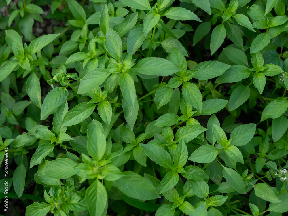Hairy basil leaves plant as nature green background. Hairy basil leaves plant as nature green background.