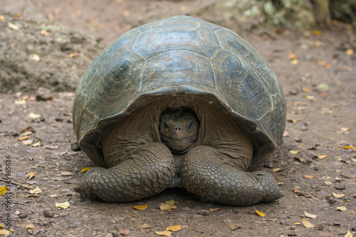 Tortuga gigante de Galápagos escondiendo la cabeza