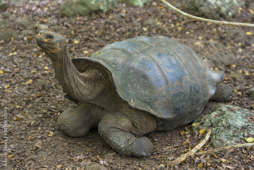 Obraz premium Tortuga gigante de Galápagos estirando el cuello