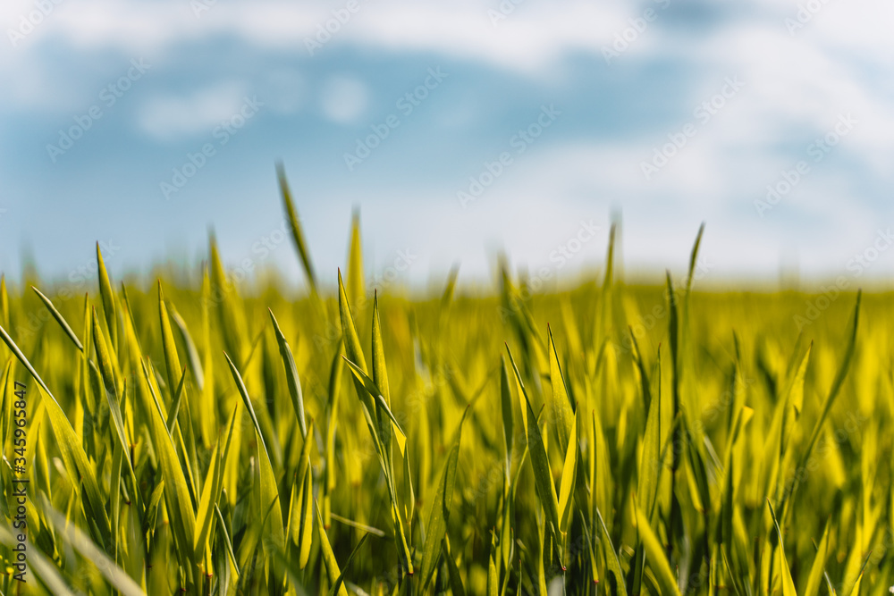 green grass and blue sky