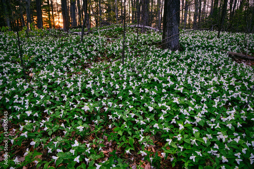 Trillium carpet the forest floor. Trilliums are protected as the provincial flower of Ontario Canada