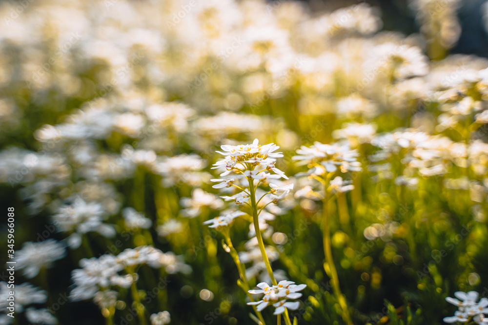 Fototapeta premium white flowers in the meadow