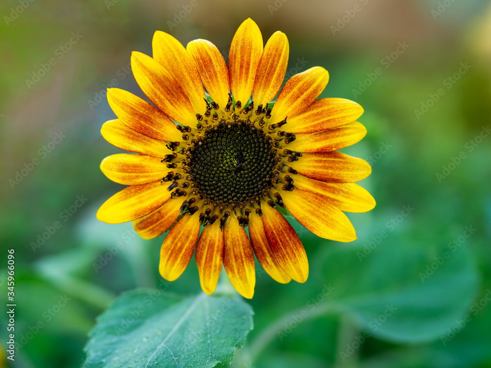 Fototapeta premium Beautiful yellow orange sunflower with nature green background. Fresh and relax concept.