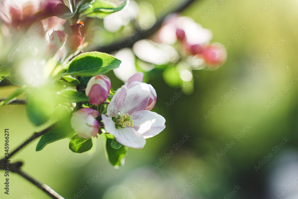 Obraz premium blooming apple tree