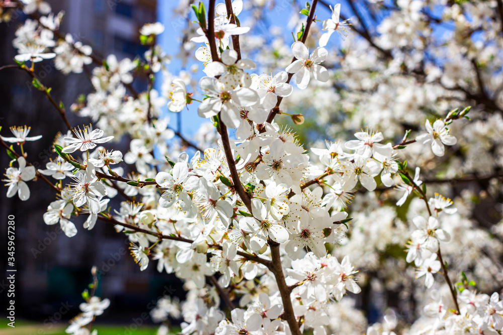 Fresh bright white flowers of blossoming asian cherry in the garden in spring close up. Fresh bright white flowers of blossoming asian cherry in the garden in spring close up.