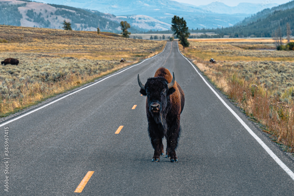 american bison in yellowstone national park american bison in yellowstone national park