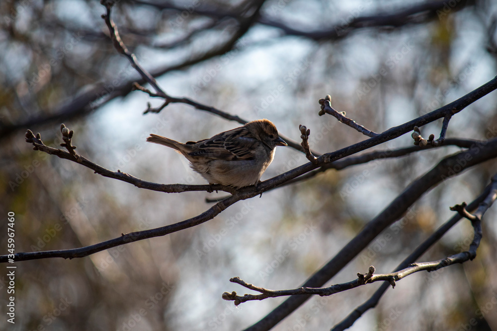 Young house sparrow, a bird sits on a tree branch on a background against a blue sky Young house sparrow, a bird sits on a tree branch on a background against a blue sky
