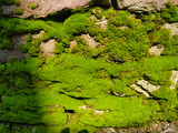 Natural green moss on the stone wall