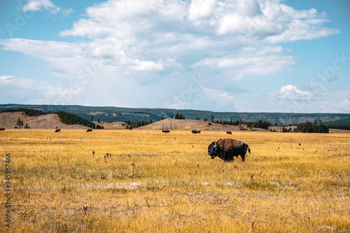 american bison in yellowstone national park © Jonas