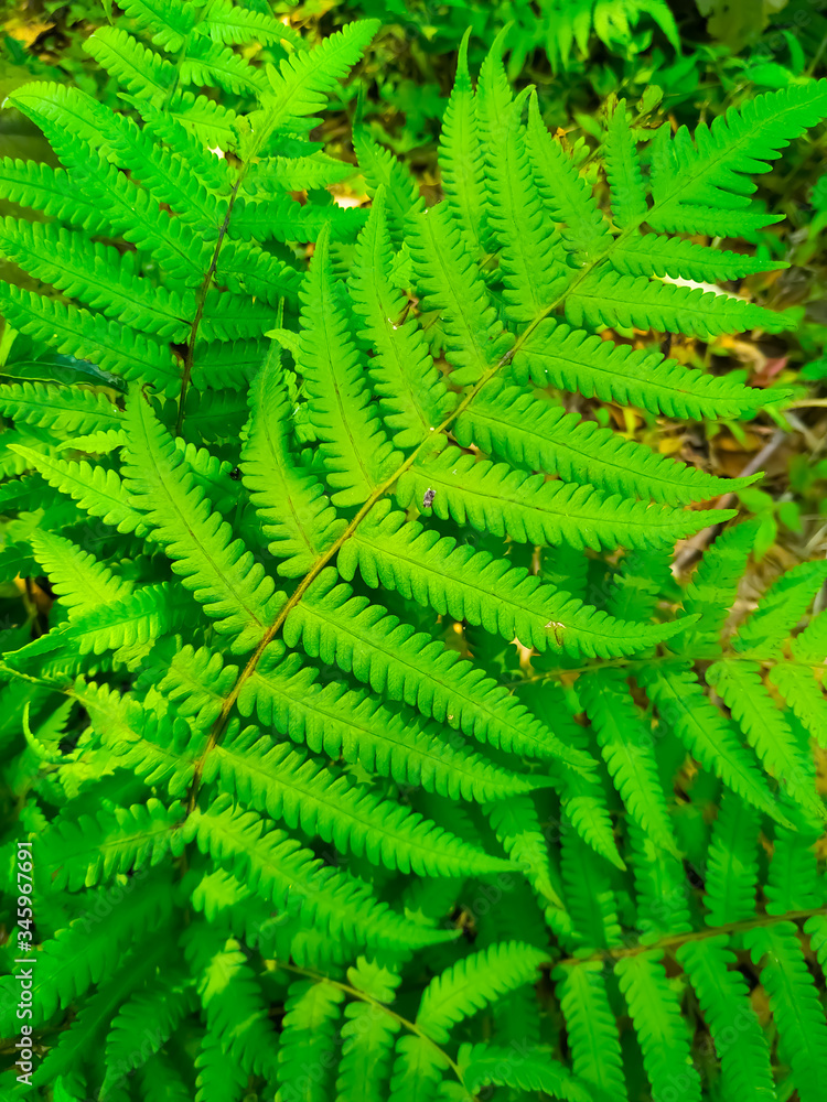 Fern fronds form natural abstract patterns in the summer woods. Background