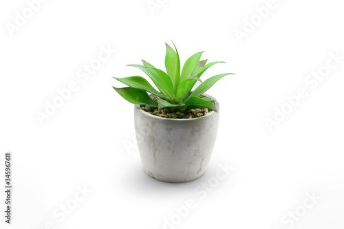 Plant in a pot