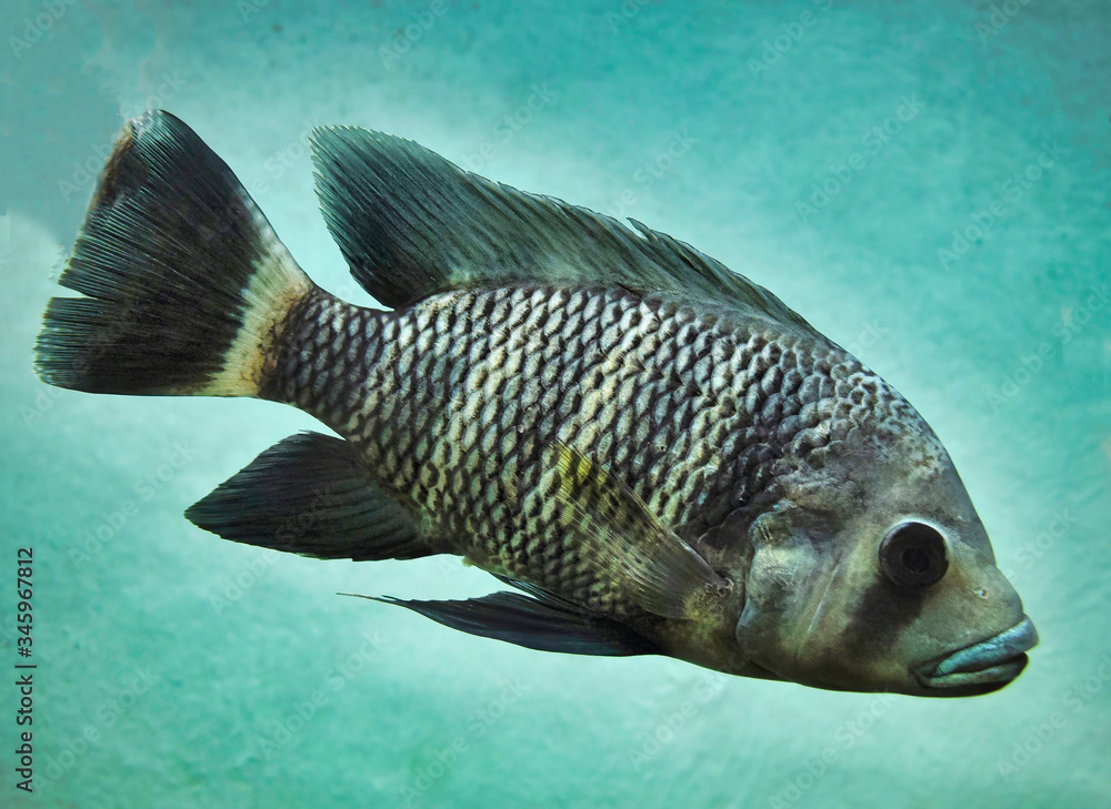 Fototapeta premium Tilapia cebra