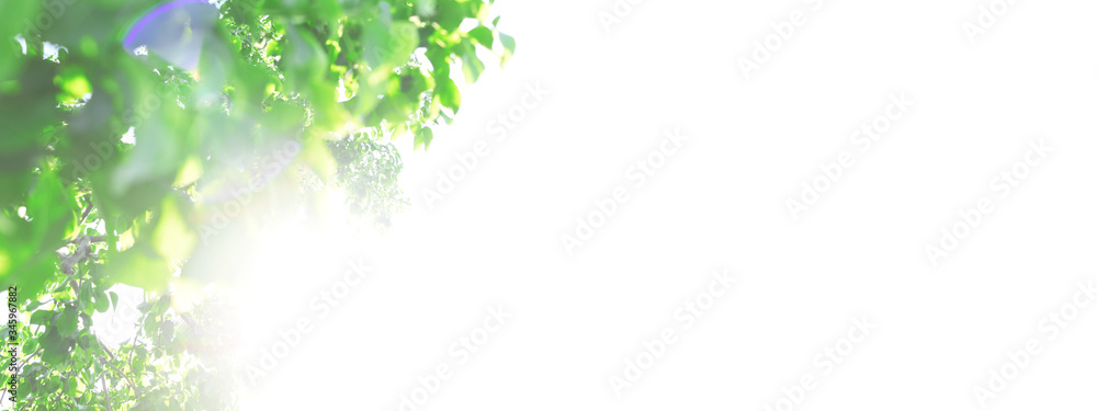 Banner for the site with tree leaves, sky and sunbeams.