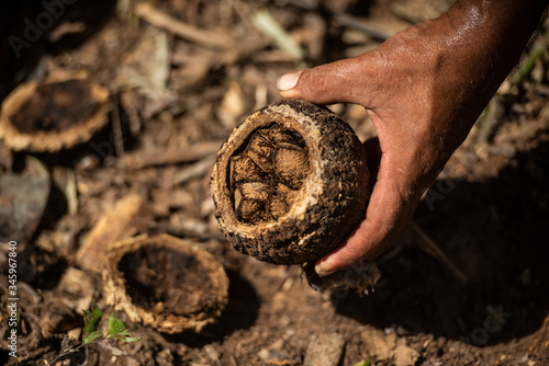 Castañas en la mano de un recolector en la selva de Tambopata, Perú
