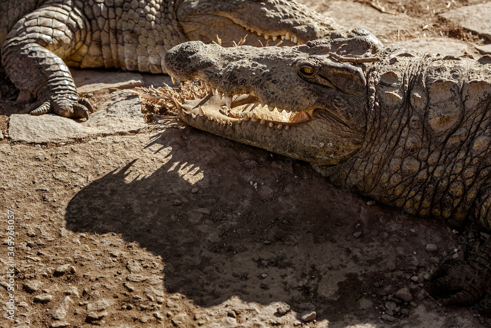 Fototapeta premium Nile crocodiles of Madagascar