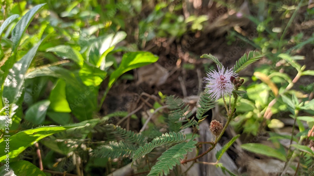 wild flowers in the field