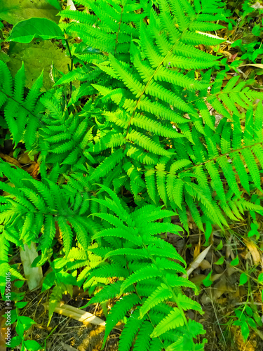 Fern fronds form natural abstract patterns in the summer woods. Background